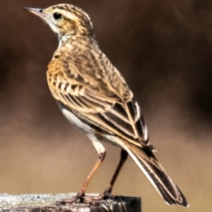 Anthus australis at Saint Lawrence, QLD - 4 Aug 2020