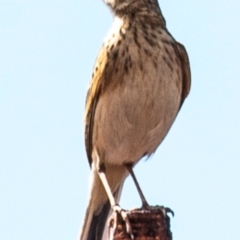 Anthus australis at Saint Lawrence, QLD - 4 Aug 2020 02:28 PM