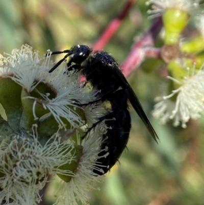 Unidentified Flower wasp (Scoliidae or Tiphiidae) at Yarralumla, ACT - 23 Apr 2024 by AJB