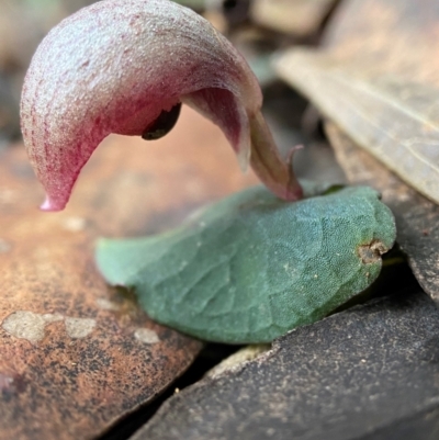 Corybas aconitiflorus (Spurred Helmet Orchid) at Wingecarribee Local Government Area - 9 Apr 2024 by AJB