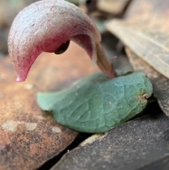 Corybas aconitiflorus (Spurred Helmet Orchid) at Fitzroy Falls, NSW - 9 Apr 2024 by AJB