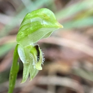 Pterostylis longifolia at Morton National Park - 9 Apr 2024