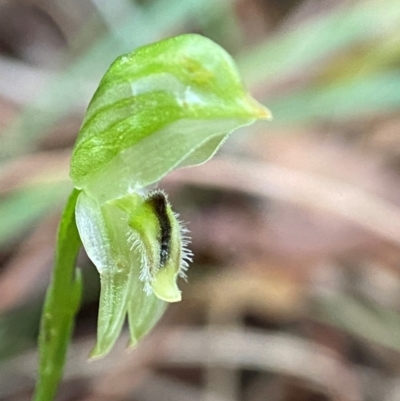 Pterostylis longifolia (Tall Greenhood) at Fitzroy Falls - 9 Apr 2024 by AJB