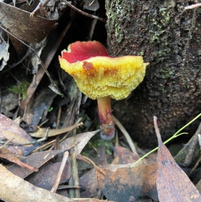 Unidentified Cap on a stem; pores below cap [boletes & stemmed polypores] at Fitzroy Falls - 9 Apr 2024 by AJB