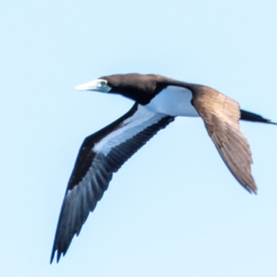 Sula leucogaster (Brown Booby) at Undefined - 11 Aug 2020 by Petesteamer