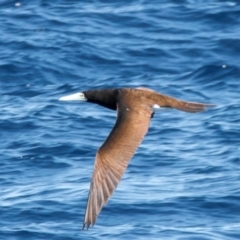 Sula leucogaster at Undefined - 11 Aug 2020 12:28 PM