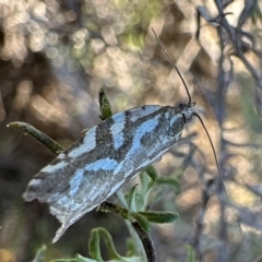 Technitis technitis (Tortricinae) at Mount Majura - 21 Apr 2024 by Pirom