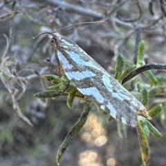 Technitis technitis at Mount Majura - 21 Apr 2024