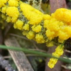 Myxomycete-plasmodium(class) (A slime mould) at Glen Allen, NSW - 8 Jan 2024 by AJB