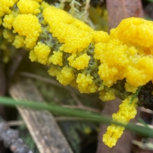 Myxomycete-plasmodium(class) at South East Forest National Park - 8 Jan 2024