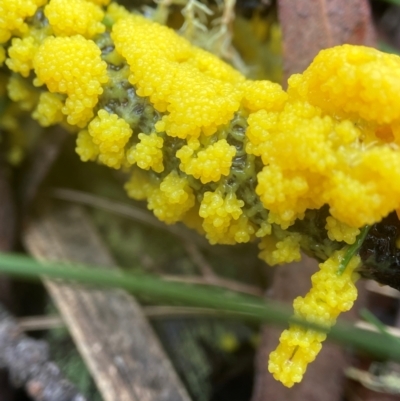 Myxomycete-plasmodium(class) (A slime mould) at Nunnock Swamp - 8 Jan 2024 by AJB