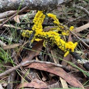 Myxomycete-plasmodium(class) at South East Forest National Park - 8 Jan 2024