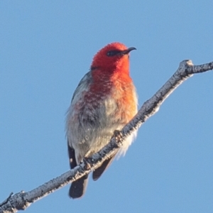 Myzomela sanguinolenta (Scarlet Honeyeater) at Calavos, QLD by Petesteamer