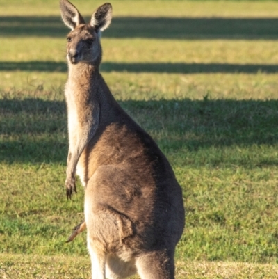 Macropus giganteus (Eastern Grey Kangaroo) at Innes Park, QLD - 6 Aug 2020 by Petesteamer
