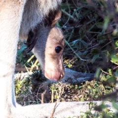 Macropus giganteus at Innes Park, QLD - 6 Aug 2020 06:35 PM