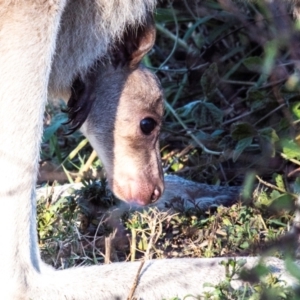 Macropus giganteus at Innes Park, QLD - 6 Aug 2020