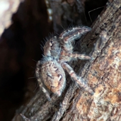 Servaea sp. (genus) (Unidentified Servaea jumping spider) at Barton, ACT - 22 Apr 2024 by Hejor1