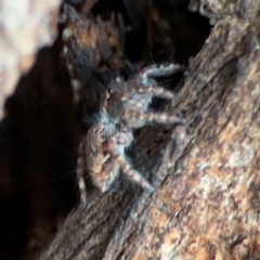 Servaea sp. (genus) at Lake Burley Griffin Central/East - 22 Apr 2024