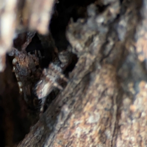 Servaea sp. (genus) at Lake Burley Griffin Central/East - 22 Apr 2024