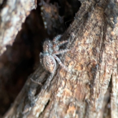 Servaea sp. (genus) at Lake Burley Griffin Central/East - 22 Apr 2024