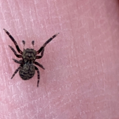 Salticidae (family) (Jumping spider) at Russell, ACT - 22 Apr 2024 by Hejor1