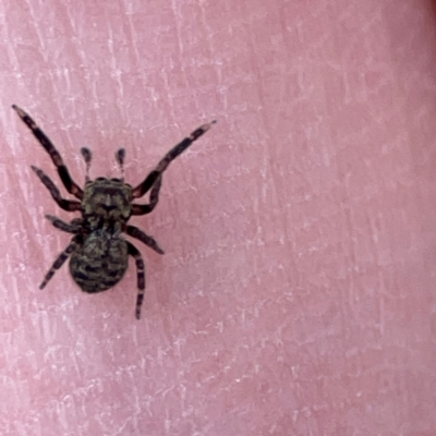 Unidentified Jumping or peacock spider (Salticidae) at Russell, ACT - 21 Apr 2024 by Hejor1