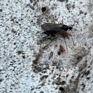 Boreoides subulatus at Russell, ACT - 22 Apr 2024 05:08 PM