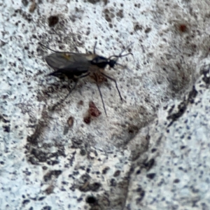 Boreoides subulatus at Russell, ACT - 22 Apr 2024