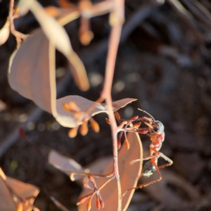 Myrmecia nigriceps at Russell, ACT - 22 Apr 2024