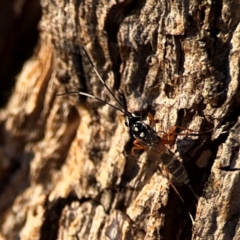 Glabridorsum stokesii (A parasitic wasp) at Russell, ACT - 22 Apr 2024 by Hejor1