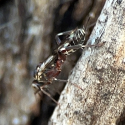 Ichneumonoidea (Superfamily) (A species of parasitic wasp) at Russell, ACT - 22 Apr 2024 by Hejor1