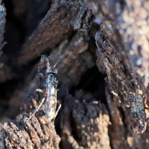 Ichneumonoidea (Superfamily) at Russell, ACT - 22 Apr 2024 04:31 PM