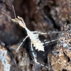 Stenolemus sp. (genus) (Thread-legged assassin bug) at Russell, ACT - 22 Apr 2024 by Hejor1