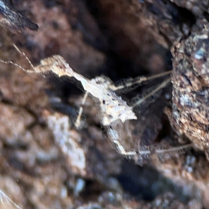 Stenolemus sp. (genus) at Russell, ACT - 22 Apr 2024