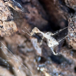 Stenolemus sp. (genus) at Russell, ACT - 22 Apr 2024