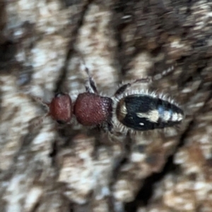 Mutillidae (family) at Russell, ACT - 22 Apr 2024