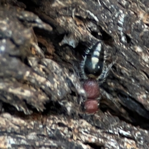 Mutillidae (family) at Russell, ACT - 22 Apr 2024