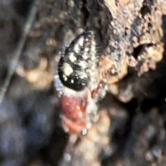 Mutillidae (family) at Russell, ACT - 22 Apr 2024 04:31 PM