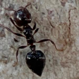 Crematogaster sp. (genus) (Acrobat ant, Cocktail ant) at Russell, ACT by Hejor1