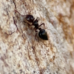Crematogaster sp. (genus) at Russell, ACT - 22 Apr 2024