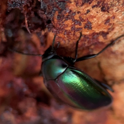 Chalcopteroides sp. (genus) (Rainbow darkling beetle) at Russell, ACT - 22 Apr 2024 by Hejor1