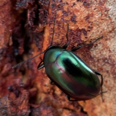 Chalcopteroides sp. (genus) at Russell, ACT - 22 Apr 2024 05:01 PM