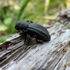 Talaurinus kirbii (Ground weevil) at QPRC LGA - 15 Apr 2024 by AJB