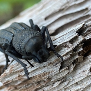 Talaurinus kirbii at QPRC LGA - suppressed