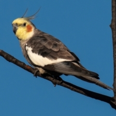 Nymphicus hollandicus (Cockatiel) at Bundaberg North, QLD - 6 Aug 2020 by Petesteamer