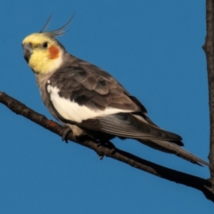 Nymphicus hollandicus (Cockatiel) at Bundaberg North, QLD by Petesteamer