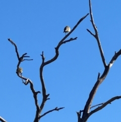 Unidentified Bird at Yarralumla, ACT - 22 Apr 2024 by lbradley