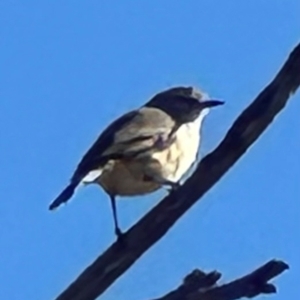 Acanthiza chrysorrhoa at Aranda Bushland - 23 Apr 2024