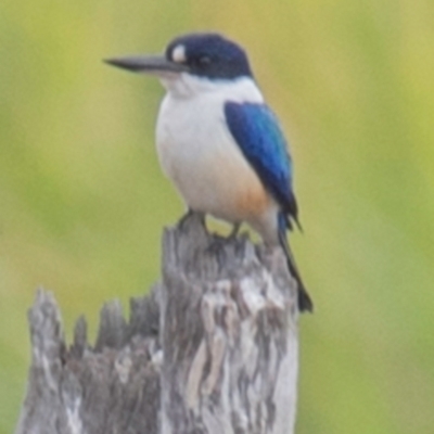 Todiramphus macleayii (Forest Kingfisher) at Alloway, QLD - 7 Aug 2020 by Petesteamer