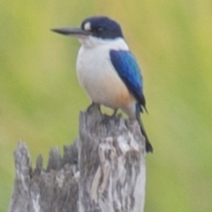 Todiramphus macleayii (Forest Kingfisher) at Alloway, QLD by Petesteamer